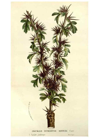 Reproducción/Reproduction 49587935092: Flore des serres et des jardins de l'Europe. A Gand :chez Louis van Houtte, eÌditeur,1845-1880.. 