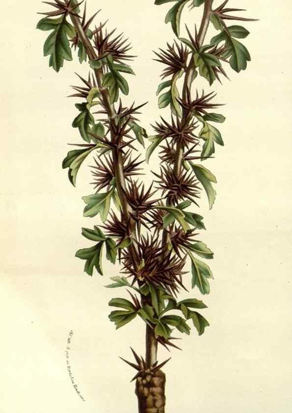 Reproducción/Reproduction 49587935092: Flore des serres et des jardins de l'Europe. A Gand :chez Louis van Houtte, eÌditeur,1845-1880.. 