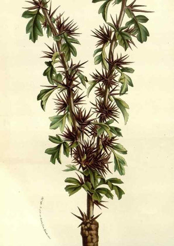 Reproducción/Reproduction 49587935092: Flore des serres et des jardins de l'Europe. A Gand :chez Louis van Houtte, eÌditeur,1845-1880.. 