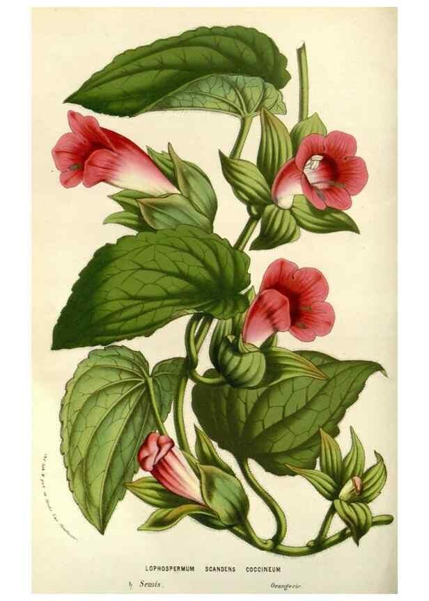 Reproducción/Reproduction 49587197458: Flore des serres et des jardins de l'Europe. A Gand :chez Louis van Houtte, eÌditeur,1845-1880.. 