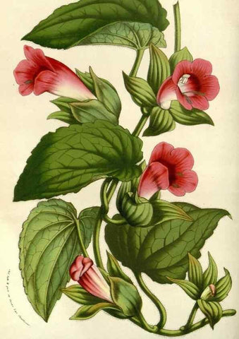 Reproducción/Reproduction 49587197458: Flore des serres et des jardins de l'Europe. A Gand :chez Louis van Houtte, eÌditeur,1845-1880.. 