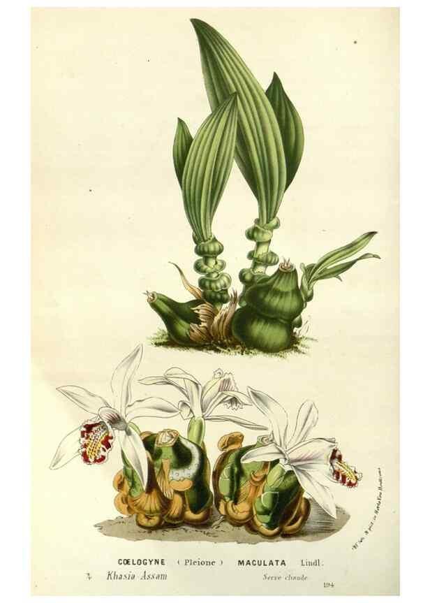 Reproducción/Reproduction 49587935687: Flore des serres et des jardins de l'Europe. A Gand :chez Louis van Houtte, eÌditeur,1845-1880.. 