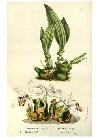 Reproducción/Reproduction 49587935687: Flore des serres et des jardins de l'Europe. A Gand :chez Louis van Houtte, eÌditeur,1845-1880.. 