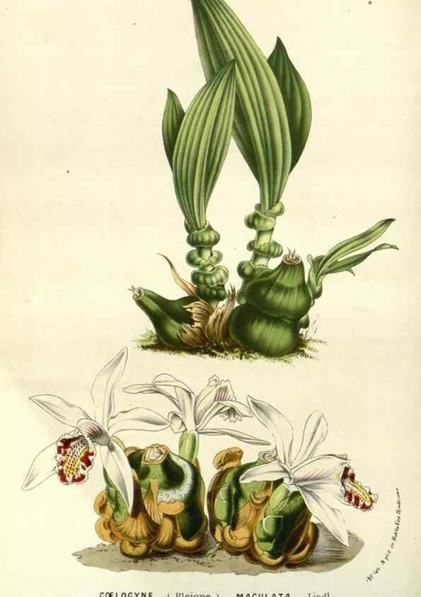 Reproducción/Reproduction 49587935687: Flore des serres et des jardins de l'Europe. A Gand :chez Louis van Houtte, eÌditeur,1845-1880.. 