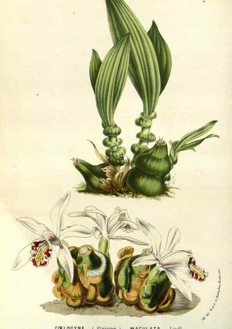 Reproducción/Reproduction 49587935687: Flore des serres et des jardins de l'Europe. A Gand :chez Louis van Houtte, eÌditeur,1845-1880.. 