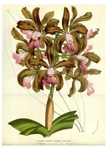 Reproducción/Reproduction 49587693126: Flore des serres et des jardins de l'Europe. A Gand :chez Louis van Houtte, eÌditeur,1845-1880.. 
