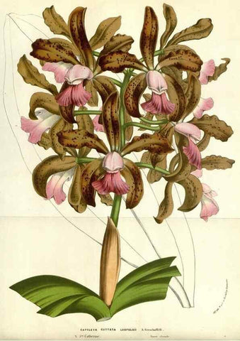 Reproducción/Reproduction 49587693126: Flore des serres et des jardins de l'Europe. A Gand :chez Louis van Houtte, eÌditeur,1845-1880.. 