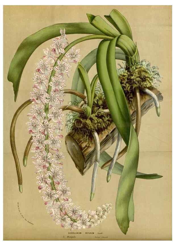 Reproducción/Reproduction 49587691591: Flore des serres et des jardins de l'Europe. A Gand :chez Louis van Houtte, eÌditeur,1845-1880.. 