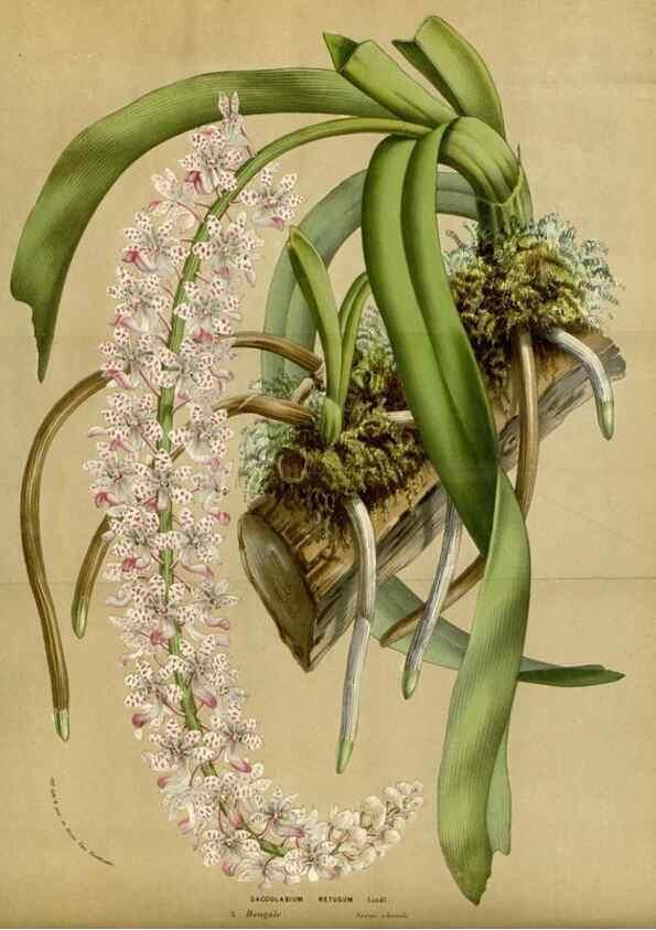 Reproducción/Reproduction 49587691591: Flore des serres et des jardins de l'Europe. A Gand :chez Louis van Houtte, eÌditeur,1845-1880.. 