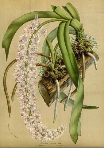 Reproducción/Reproduction 49587691591: Flore des serres et des jardins de l'Europe. A Gand :chez Louis van Houtte, eÌditeur,1845-1880.. 