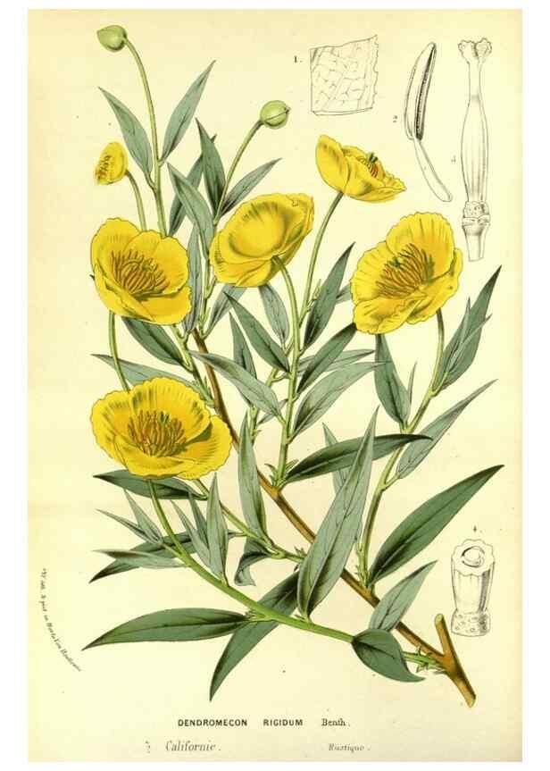 Reproducción/Reproduction 49587186008: Flore des serres et des jardins de l'Europe. A Gand :chez Louis van Houtte, eÌditeur,1845-1880.. 