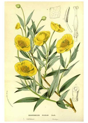 Reproducción/Reproduction 49587186008: Flore des serres et des jardins de l'Europe. A Gand :chez Louis van Houtte, eÌditeur,1845-1880.. 