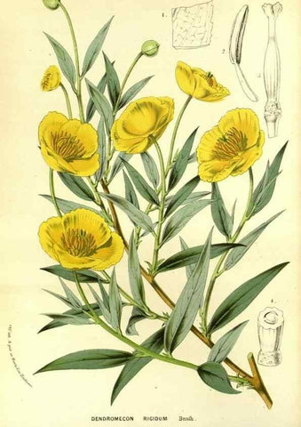 Reproducción/Reproduction 49587186008: Flore des serres et des jardins de l'Europe. A Gand :chez Louis van Houtte, eÌditeur,1845-1880.. 