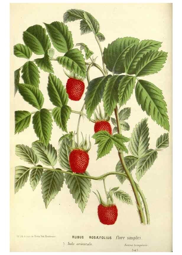 Reproducción/Reproduction 49588166117: Flore des serres et des jardins de l'Europe. A Gand :chez Louis van Houtte, eÌditeur,1845-1880.. 