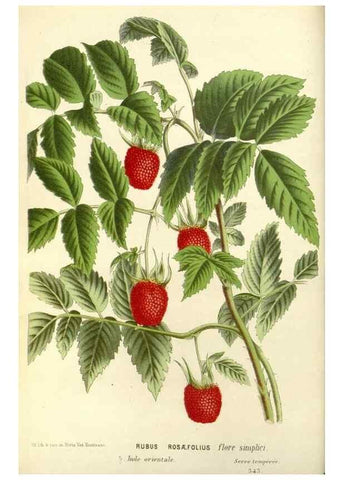 Reproducción/Reproduction 49588166117: Flore des serres et des jardins de l'Europe. A Gand :chez Louis van Houtte, eÌditeur,1845-1880.. 
