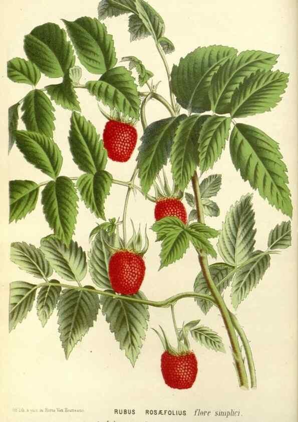 Reproducción/Reproduction 49588166117: Flore des serres et des jardins de l'Europe. A Gand :chez Louis van Houtte, eÌditeur,1845-1880.. 