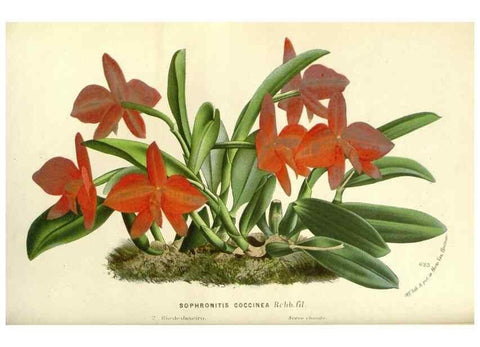 Reproducción/Reproduction 49588167497: Flore des serres et des jardins de l'Europe. A Gand :chez Louis van Houtte, eÌditeur,1845-1880.. 