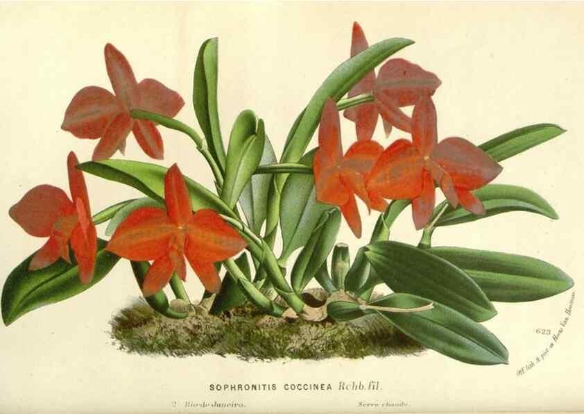 Reproducción/Reproduction 49588167497: Flore des serres et des jardins de l'Europe. A Gand :chez Louis van Houtte, eÌditeur,1845-1880.. 