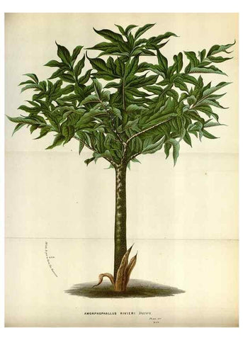 Reproducción/Reproduction 49587548148: Flore des serres et des jardins de l'Europe. A Gand :chez Louis van Houtte, eÌditeur,1845-1880.. 