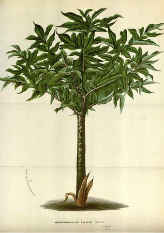 Reproducción/Reproduction 49587548148: Flore des serres et des jardins de l'Europe. A Gand :chez Louis van Houtte, eÌditeur,1845-1880.. 