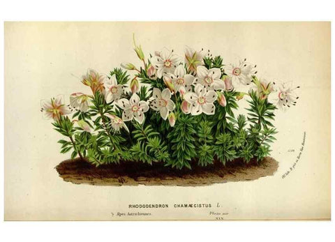 Reproducción/Reproduction 49588042076: Flore des serres et des jardins de l'Europe. A Gand :chez Louis van Houtte, eÌditeur,1845-1880.. 