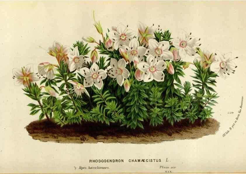 Reproducción/Reproduction 49588042076: Flore des serres et des jardins de l'Europe. A Gand :chez Louis van Houtte, eÌditeur,1845-1880.. 