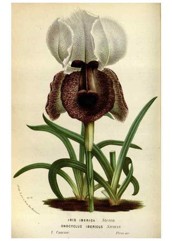 Reproducción/Reproduction 49588042311: Flore des serres et des jardins de l'Europe. A Gand :chez Louis van Houtte, eÌditeur,1845-1880.. 
