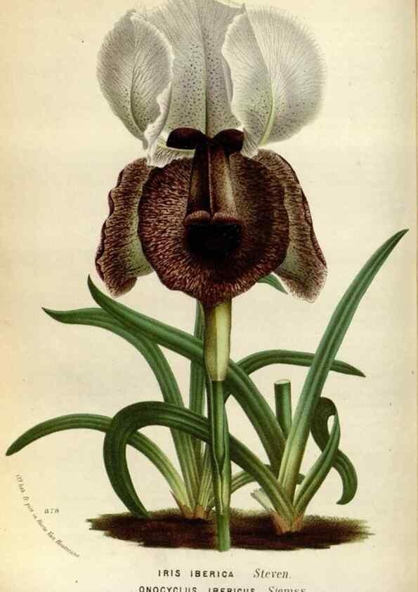 Reproducción/Reproduction 49588042311: Flore des serres et des jardins de l'Europe. A Gand :chez Louis van Houtte, eÌditeur,1845-1880.. 