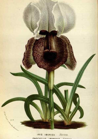 Reproducción/Reproduction 49588042311: Flore des serres et des jardins de l'Europe. A Gand :chez Louis van Houtte, eÌditeur,1845-1880.. 