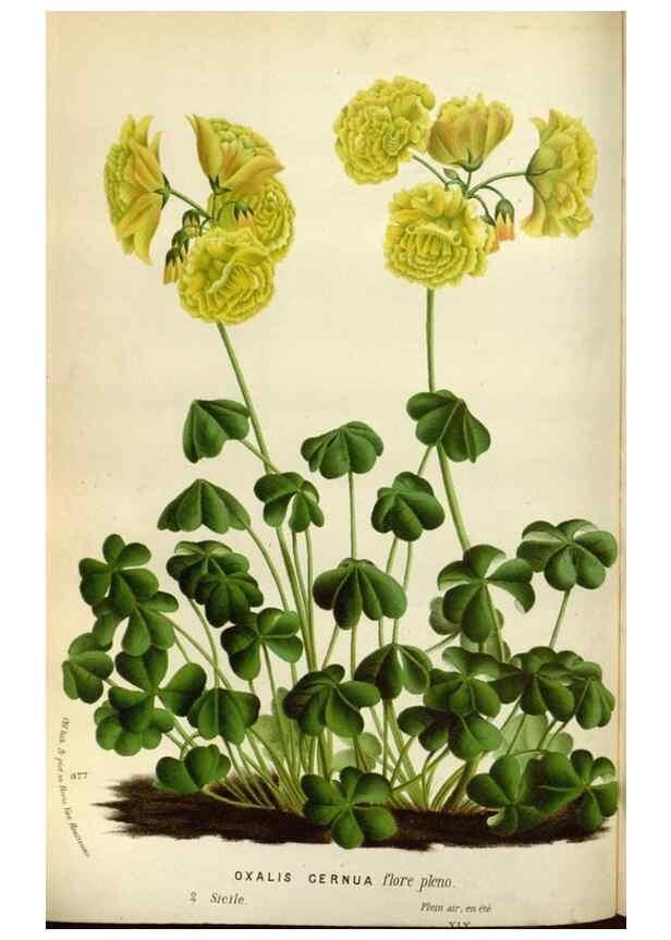 Reproducción/Reproduction 49588042531: Flore des serres et des jardins de l'Europe. A Gand :chez Louis van Houtte, eÌditeur,1845-1880.. 