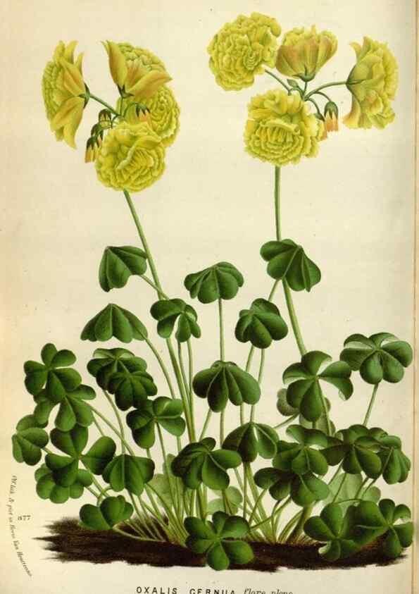 Reproducción/Reproduction 49588042531: Flore des serres et des jardins de l'Europe. A Gand :chez Louis van Houtte, eÌditeur,1845-1880.. 