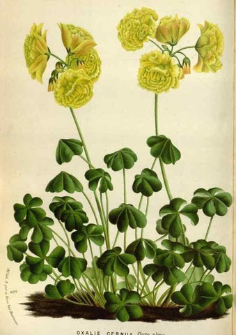 Reproducción/Reproduction 49588042531: Flore des serres et des jardins de l'Europe. A Gand :chez Louis van Houtte, eÌditeur,1845-1880.. 
