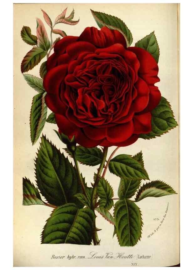 Reproducción/Reproduction 49588287217: Flore des serres et des jardins de l'Europe. A Gand :chez Louis van Houtte, eÌditeur,1845-1880.. 