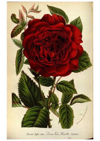 Reproducción/Reproduction 49588287217: Flore des serres et des jardins de l'Europe. A Gand :chez Louis van Houtte, eÌditeur,1845-1880.. 