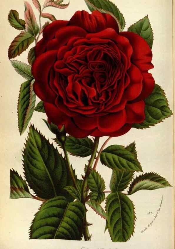 Reproducción/Reproduction 49588287217: Flore des serres et des jardins de l'Europe. A Gand :chez Louis van Houtte, eÌditeur,1845-1880.. 