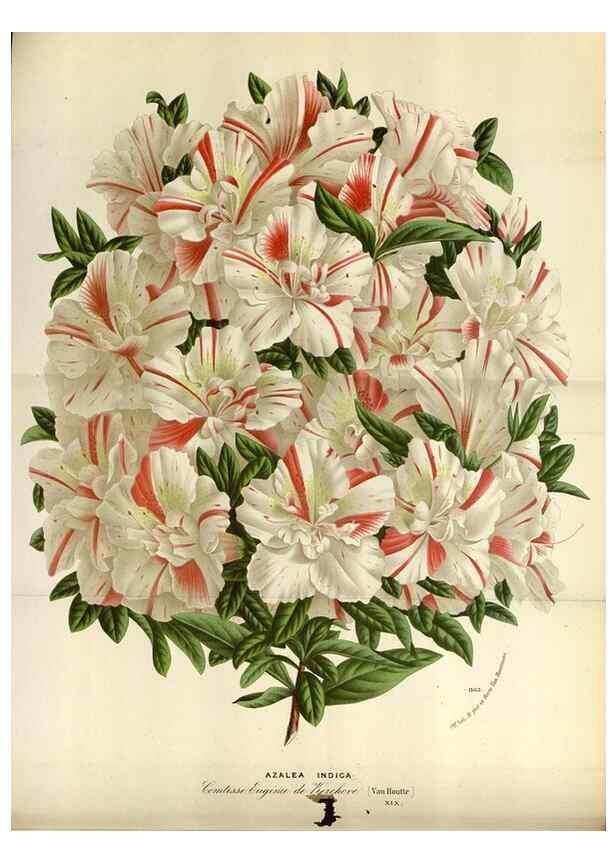 Reproducción/Reproduction 49587549153: Flore des serres et des jardins de l'Europe. A Gand :chez Louis van Houtte, eÌditeur,1845-1880.. 