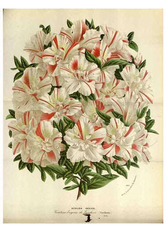 Reproducción/Reproduction 49587549153: Flore des serres et des jardins de l'Europe. A Gand :chez Louis van Houtte, eÌditeur,1845-1880.. 