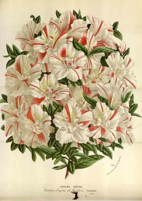 Reproducción/Reproduction 49587549153: Flore des serres et des jardins de l'Europe. A Gand :chez Louis van Houtte, eÌditeur,1845-1880.. 