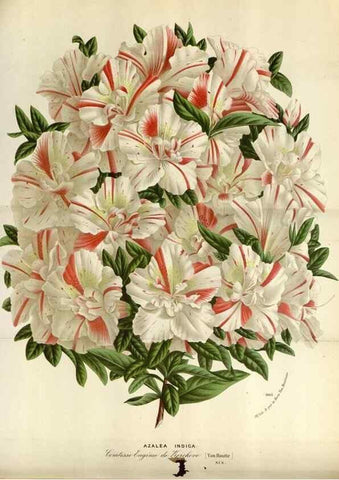 Reproducción/Reproduction 49587549153: Flore des serres et des jardins de l'Europe. A Gand :chez Louis van Houtte, eÌditeur,1845-1880.. 