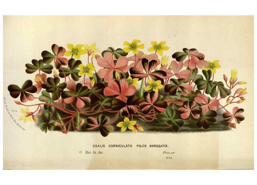 Reproducción/Reproduction 49588287672: Flore des serres et des jardins de l'Europe. A Gand :chez Louis van Houtte, eÌditeur,1845-1880.. 