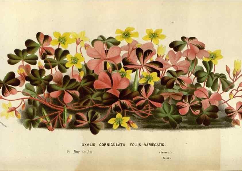 Reproducción/Reproduction 49588287672: Flore des serres et des jardins de l'Europe. A Gand :chez Louis van Houtte, eÌditeur,1845-1880.. 