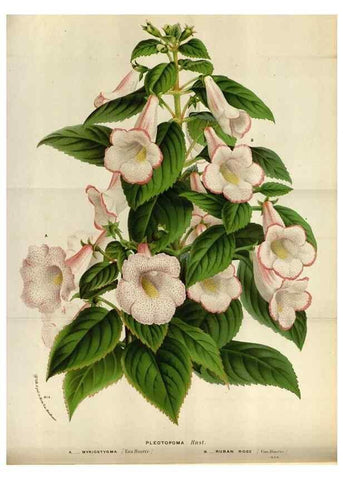 Reproducción/Reproduction 49588043411: Flore des serres et des jardins de l'Europe. A Gand :chez Louis van Houtte, eÌditeur,1845-1880.. 