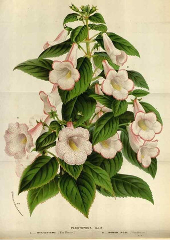 Reproducción/Reproduction 49588043411: Flore des serres et des jardins de l'Europe. A Gand :chez Louis van Houtte, eÌditeur,1845-1880.. 