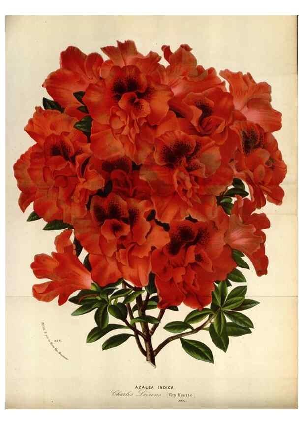 Reproducción/Reproduction 49588043706: Flore des serres et des jardins de l'Europe. A Gand :chez Louis van Houtte, eÌditeur,1845-1880.. 