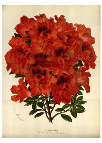 Reproducción/Reproduction 49588043706: Flore des serres et des jardins de l'Europe. A Gand :chez Louis van Houtte, eÌditeur,1845-1880.. 