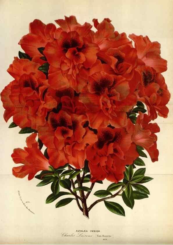 Reproducción/Reproduction 49588043706: Flore des serres et des jardins de l'Europe. A Gand :chez Louis van Houtte, eÌditeur,1845-1880.. 