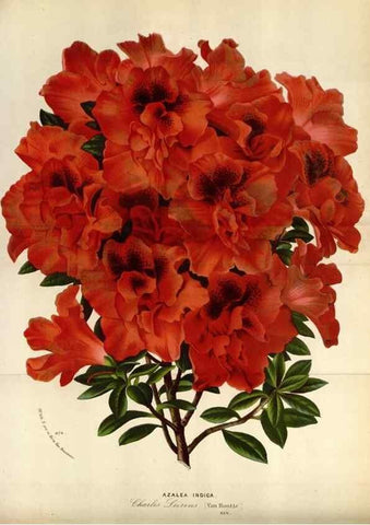 Reproducción/Reproduction 49588043706: Flore des serres et des jardins de l'Europe. A Gand :chez Louis van Houtte, eÌditeur,1845-1880.. 