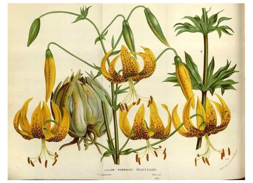Reproducción/Reproduction 49588043876: Flore des serres et des jardins de l'Europe. A Gand :chez Louis van Houtte, eÌditeur,1845-1880.. 