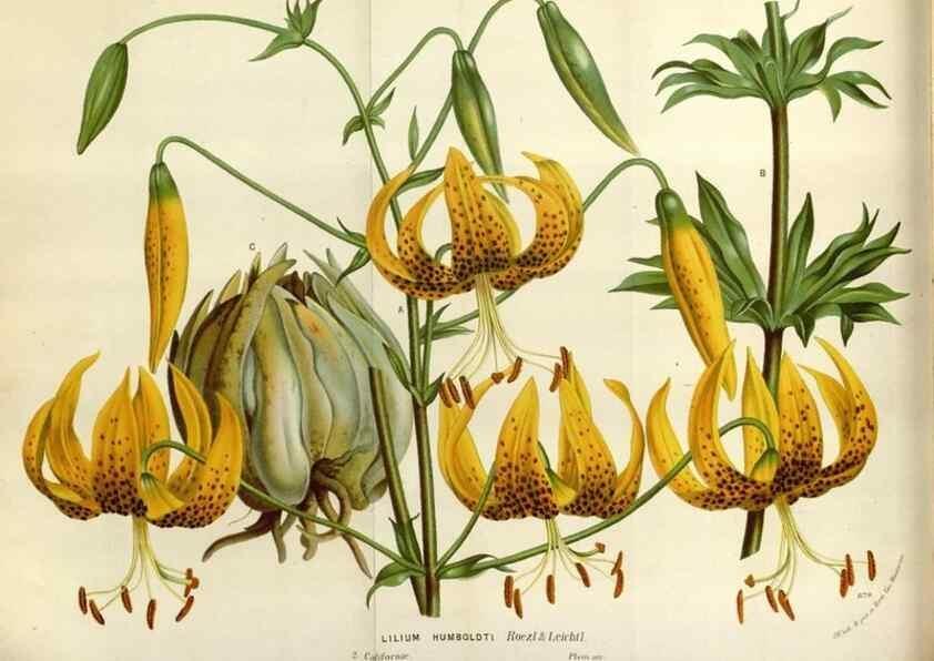 Reproducción/Reproduction 49588043876: Flore des serres et des jardins de l'Europe. A Gand :chez Louis van Houtte, eÌditeur,1845-1880.. 