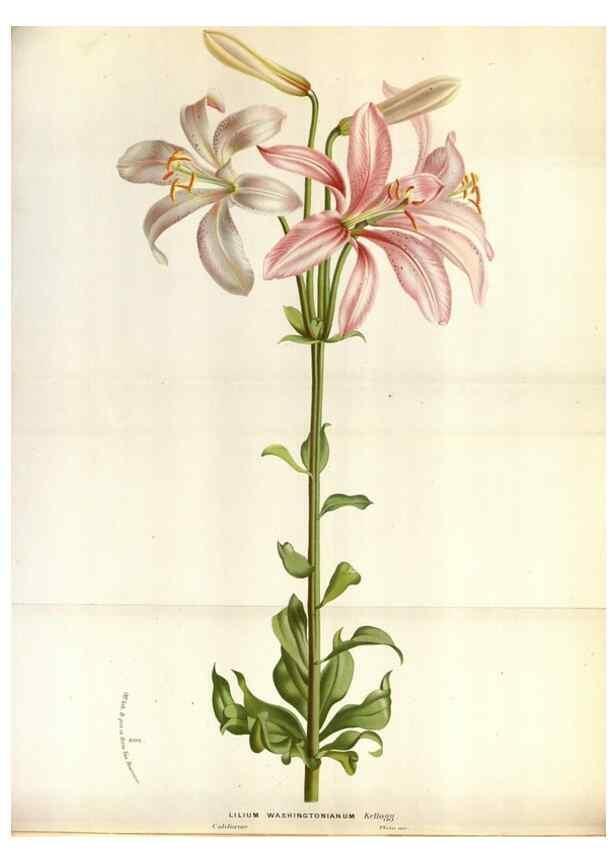 Reproducción/Reproduction 49588044081: Flore des serres et des jardins de l'Europe. A Gand :chez Louis van Houtte, eÌditeur,1845-1880.. 